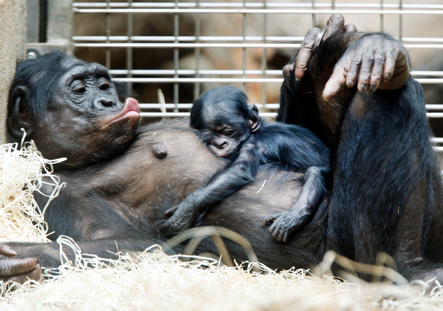 A three-days old bonobo baby sleeps on the belly of its mother Kutu in the zoo in Frankfurt, Germany.